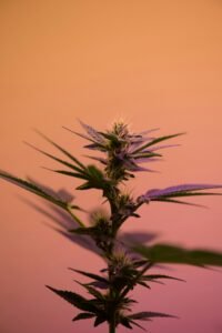 kjøp cannabis mot kroniske smerter i norge